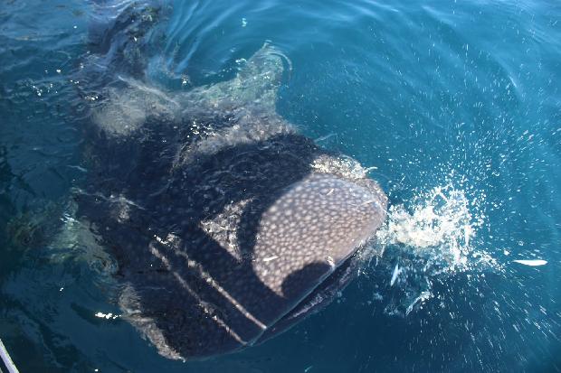 whale shark di Kwatisore