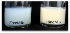 Apa itu Foremilk dan Hindmilk? Mana yang Lebih Penting?