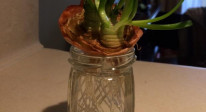 Regrow From Scraps