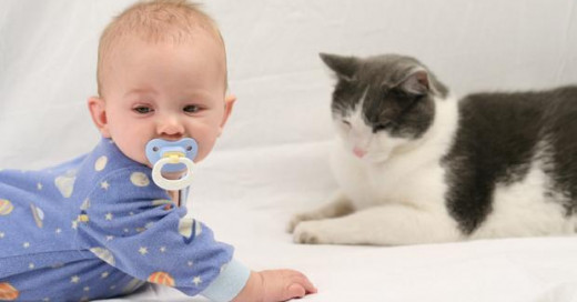 Amankah Jika Bayi Dekat Dengan Kucing?