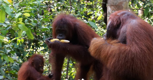 Jalan Jalan Keluarga ke Taman Nasional Tanjung Puting